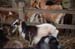 goats and jeffy022