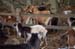 goats and jeffy023
