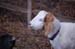 goats and jeffy038