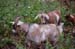 goats and jeffy054